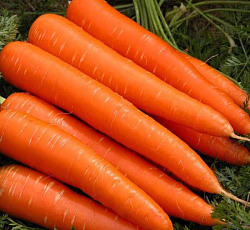 Морковь Лосиноостровская 13