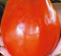 Томат Де Барао гигант