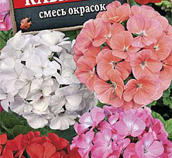 Пеларгония зональная Кабаре F2 (смесь окрасок)