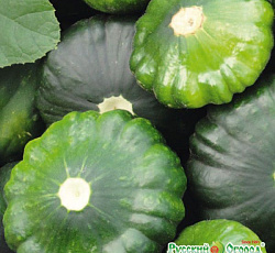 Патиссон Шартрез F1