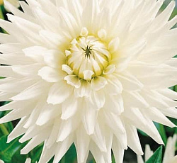 Георгина (полукактусовая) - Май Лав