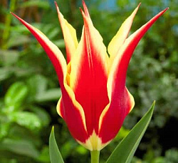 Тюльпан (Лилиецветный) - Алладинз рекорд