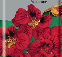 Настурция низкорослая Махагони