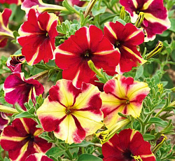 Петуния многоцветковая Май Джой Еллоу Ред F1
