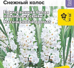 Лаванда английская Снежный колос узколистная