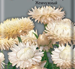 Гелихризум Королевский размер жемчужный