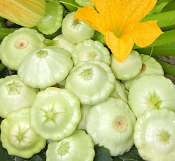 Патиссон Чебурашка