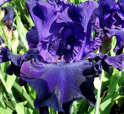 Ирис (бородатый) - Найт Аул
