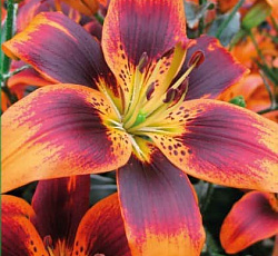 Лилия (азиатская) - Форевер Сьюзан