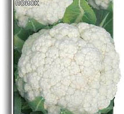 Капуста цветная Марвел 4 сеазонс