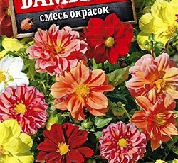 Георгина махровая Бамбино (смесь окрасок)