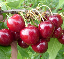 Черешня - Одринка