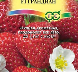 Клубника ремонтантная Грандиан F1 (земляника)