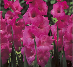 Гладиолус (крупноцветковый) - Фиделио