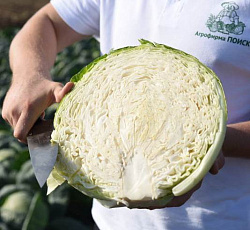 Капуста белокочанная Застольный F1