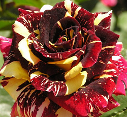 Роза (чайно-гибридная) - Абракадабра