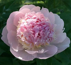 Пион (Травянистый) - Эденс Парфюм