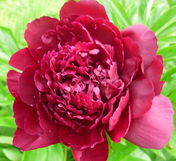 Пион (древовидный) - Алые паруса