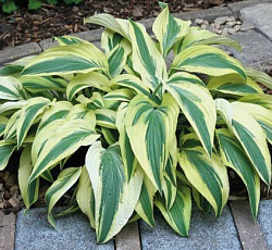 Хоста (гибридная) - Лейксайд Дрэгонфлай