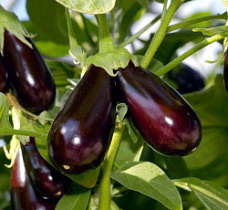 Баклажан Алмаз