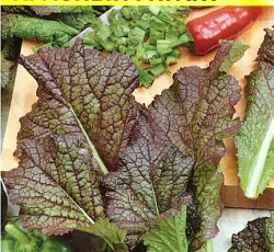 Горчица салатная Красный гигант