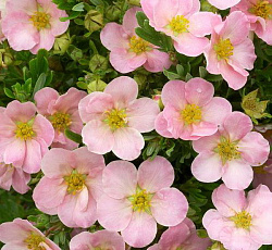 Лапчатка (кустарниковая) - Ловели Пинк