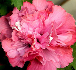 Гибискус (сирийский) - Дю де Брабан (Люкс)