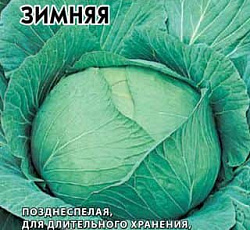 Капуста белокочанная Харьковская зимняя