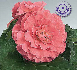 Бегония клубневая Инфинити Пинк Шейдес