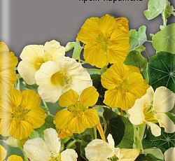 Настурция Большая Крем-карамель