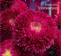 Астра китайская Хризантелла Тропикана