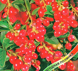 Брусника Рубин