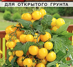 Томат Морошка