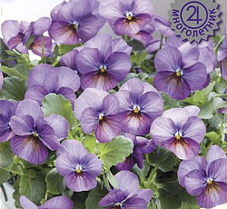 Фиалка рогатая Флорал Пауэр Плам Антик