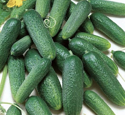 Огурец Трилоджи F1