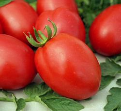 Томат Де Барао (красный)