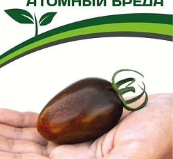 Томат Атомный Бреда