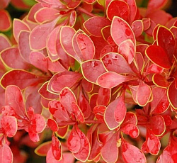 Барбарис (тунберга) - Коралл