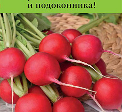 Редис Прометей F1