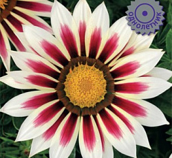 Газания Нью Дэй Роуз страйп