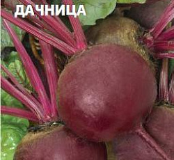 Свекла Дачница