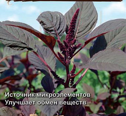 Амарант овощной Рубиновый букет