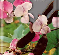 Гиацинтовые бобы Двухцветные