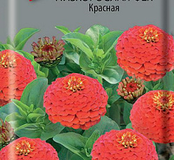 Цинния низкорослая Фея Красная