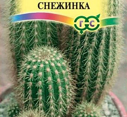 Эспостоа (кактус) удивительная Снежинка