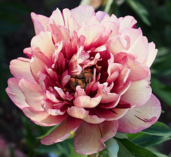 Пион (ИТО-гибрид) - Хиллари (Люкс)