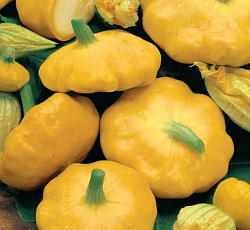 Патиссон Солнышко