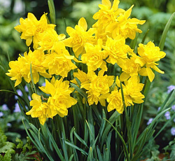 Нарцисс (Махровый) - Дабл Кампернель