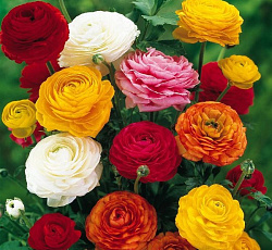 Лютик (азиатский) - Смесь окрасок