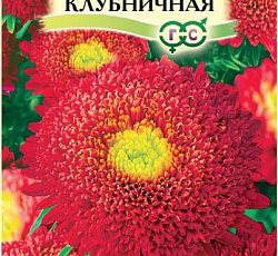 Астра Пампушка Клубничная